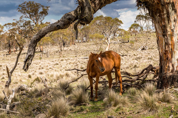 Wild horses - so called Brumbies - in the Kosciuszko National Park in New South Wales, Australia at...