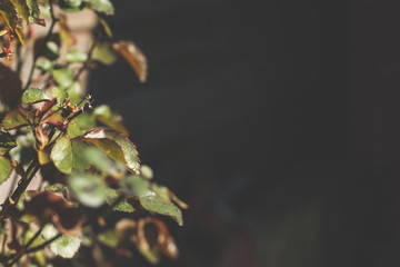 Naturaleza, Edificios, puerto, rio, sombra, minicarro, remoto, animales