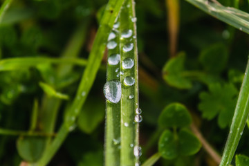 grass blade with raindrops