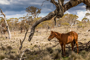 Naklejka premium Wild horses - so called Brumbies - in the Kosciuszko National Park in New South Wales, Australia at a cloudy day in summer.