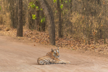 Wild female tiger resting on middle of jungle track in bandhavgarh national park