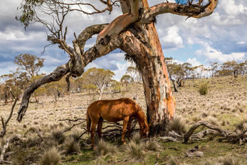 Wild horses - so called Brumbies - in the Kosciuszko National Park in New South Wales, Australia at a cloudy day in summer.