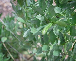 Broad bean or fava bean pods on tree with netting trellis at backyard garden near Dallas, Texas, USA