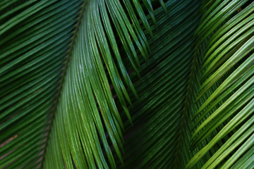 Naklejka na ściany i meble Blured background with palm leaves.