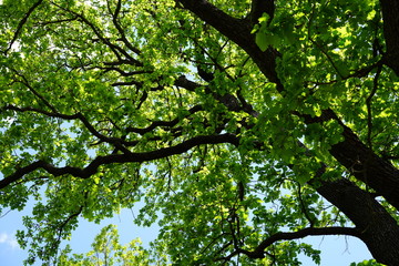 Eiche mit grünem Laub vor blauem Himmel