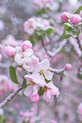 Beautiful spring apple blossoms covered with snow. Bloom tree flowers covered in snow. Spring frost over may blooming tree blossoms. Tree spring flowers. Apple blossom in snow
