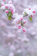 Beautiful spring apple blossoms covered with snow. Bloom tree flowers covered in snow. Spring frost over may blooming tree blossoms. Tree spring flowers. Apple blossom in snow