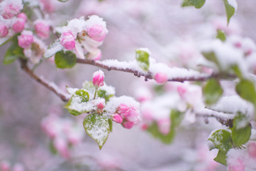 Fototapeta na wymiar Beautiful spring apple blossoms covered with snow. Bloom tree flowers covered in snow. Spring frost over may blooming tree blossoms. Tree spring flowers. Apple blossom in snow