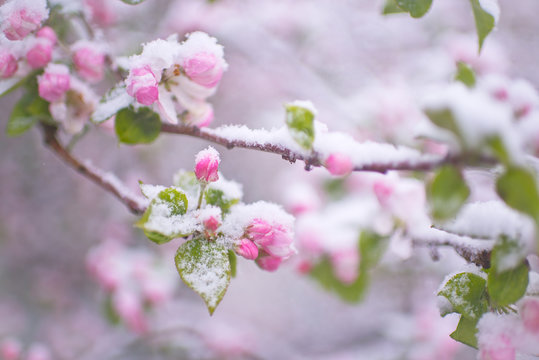 Beautiful spring apple blossoms covered with snow. Bloom tree flowers covered in snow. Spring frost over may blooming tree blossoms. Tree spring flowers. Apple blossom in snow
