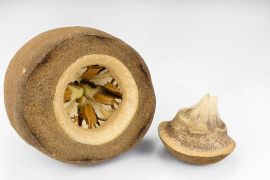 Brazilian Lecythis pisonis fruits and seeds isolated in white background