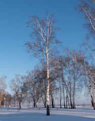 Fototapeta premium Winter birch forest in the sunlight against the blue sky