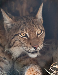 Lynx looks with predatory eyes from the shelter