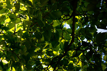 Spring in the garden