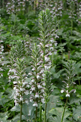 Bear's breeches (Acanthus mollis) floral plant in May