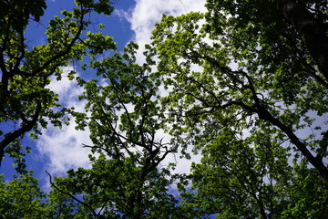 Bäume mit grünem Laub vor blauem, wolkigem Himmel
