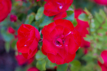 Flor roja en el jardín