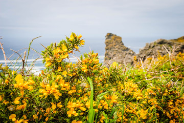 Yellow gorseon the coast of Cornwall, UK