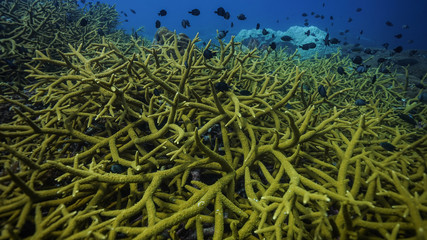 Naklejka na ściany i meble Green Staghorn Coral on Losin Thailand