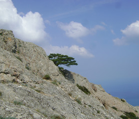 Fototapeta na wymiar against the blue sky on a sloping rock grows a tree pine at a high altitude above sea level under the sun and clouds a beautiful background