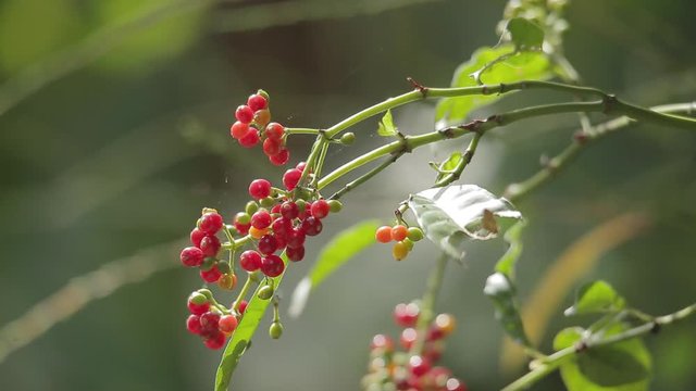 Close up of Psychotria Viridis leafs and fruits. One of the Ayahuasca plants. Used in religious and shamanic rituals in the amazon rainforest.