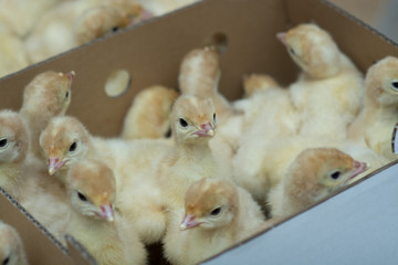 production processes at the poultry farm where adult turkeys are raised from chickens, as well as the process of transporting and unloading chickens.
