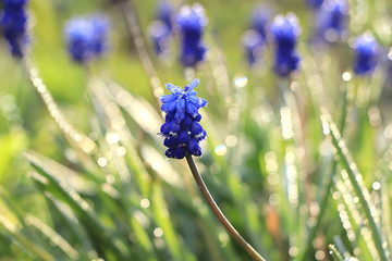 Abstract floral background in the garden with soft focus, bokeh and rain. Banner for the screen, a...
