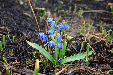The first spring flowers among burnt grass in early spring in a meadow. The concept of the awakening of nature. Symbol of spring