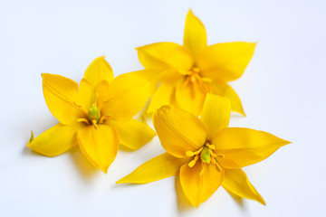 Yellow tulip flowers on a white background.