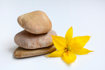 Fototapeta na wymiar Decorative stones and yellow tulip flower on a white background. Japanese garden concept. Close up
