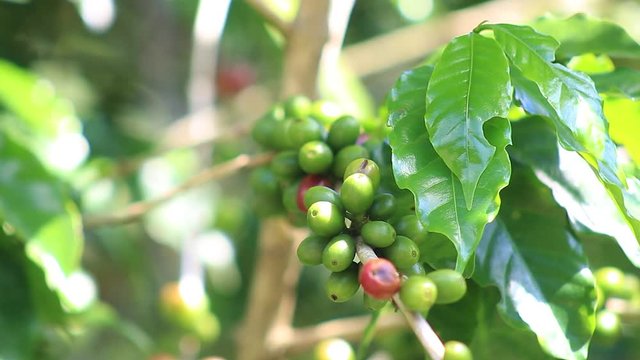 Granos de café  maduros y verdes acercamiento granos maduros finca campo plantación