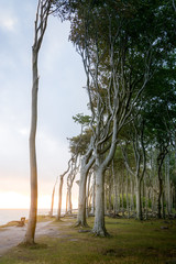 Trees at the sea