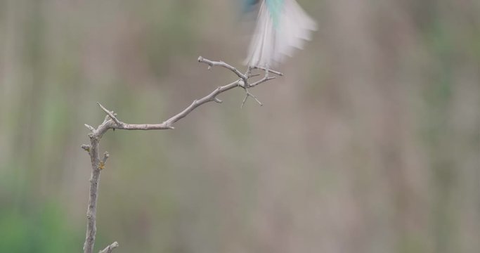 Two european bee-eater, merops apiaster, fighting over place on twig in summer. Conflict between colorful birds. Wild animal attacking other with beak and struggling to win the collision.