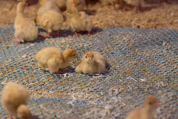 production processes at the poultry farm where adult turkeys are raised from chickens, as well as the process of transporting and unloading chickens.