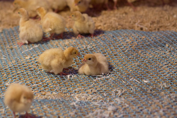 production processes at the poultry farm where adult turkeys are raised from chickens, as well as the process of transporting and unloading chickens.