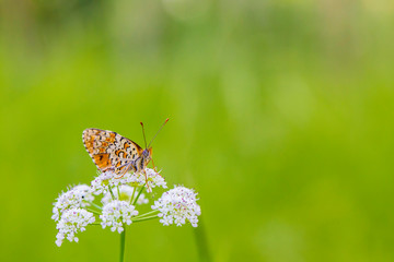 
Macro photography butterfly in the field