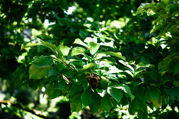 Spring in garden green leaves background