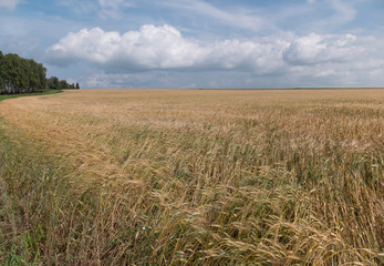 Fields of wheat at the end of summer fully ripe