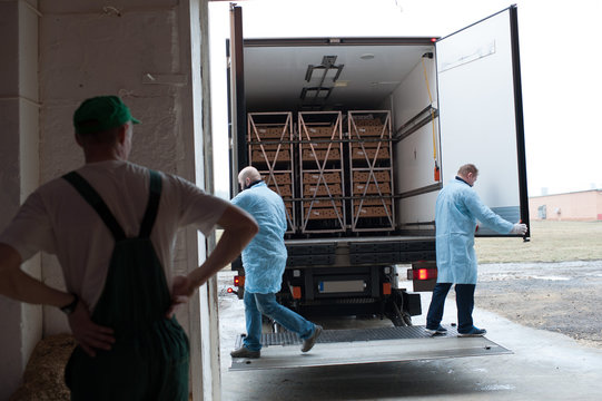 production processes at the poultry farm where adult turkeys are raised from chickens, as well as the process of transporting and unloading chickens.