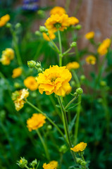 Fototapeta premium Geum 'Lady Stratheden' with yellow flowers in a residential garden.