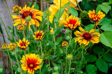 Guillardia flowers in a residential garden.