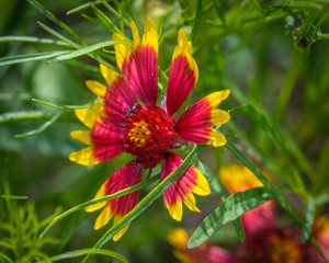 Indian Blanket wildflower side viewl!