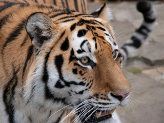 Close up of a predatory amur tiger's face