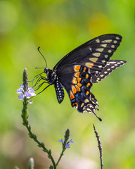 Fototapeta na wymiar Black Swallowtail on a wildflower along Elm Lake in Brazos Bend State Park!