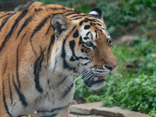 Close up of a predatory amur tiger's face