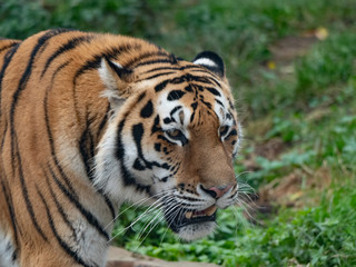 Naklejka na ściany i meble Close up of a predatory amur tiger's face