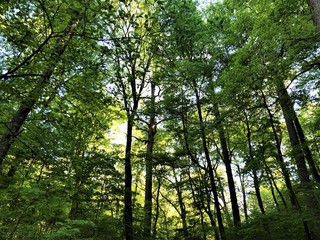 Obraz premium Canopy of Trees