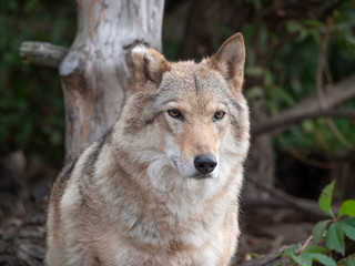 Fototapeta na wymiar Grey Wolf Canis lupus Portrait - captive animal