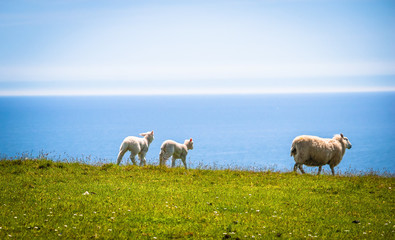 Sheep at the pasture at the coast of Cornwall, UK