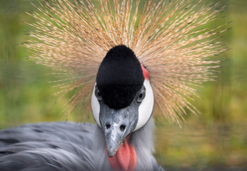 Beautiful bird, Grey Crowned Crane with blue eye and red wattle
