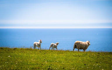 Sheep at the pasture at the coast of Cornwall, UK